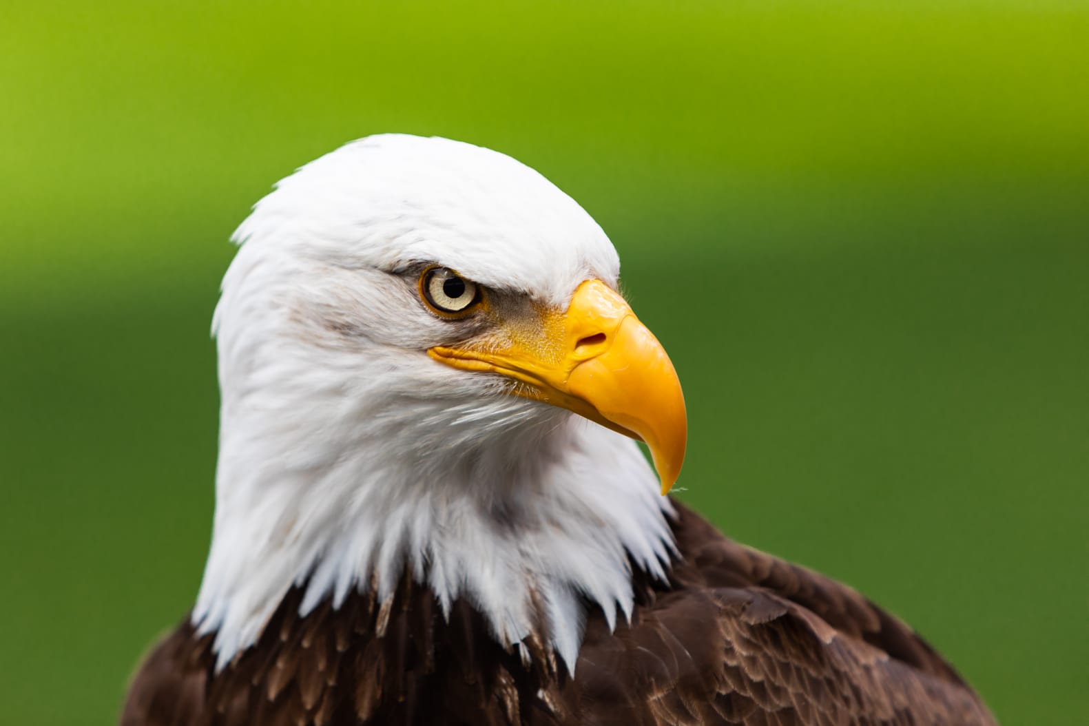 IMG-20190702-WA0000 eagle