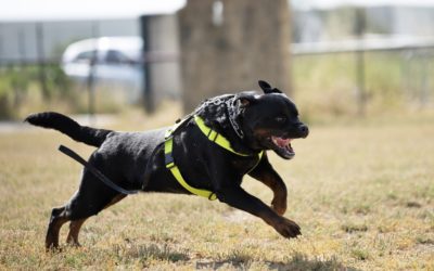 training of police dog