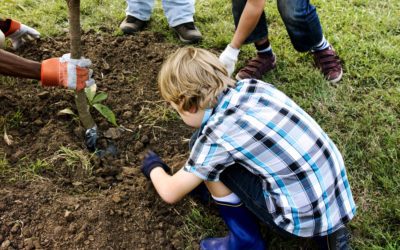 Group of people plant a tree together outdoors