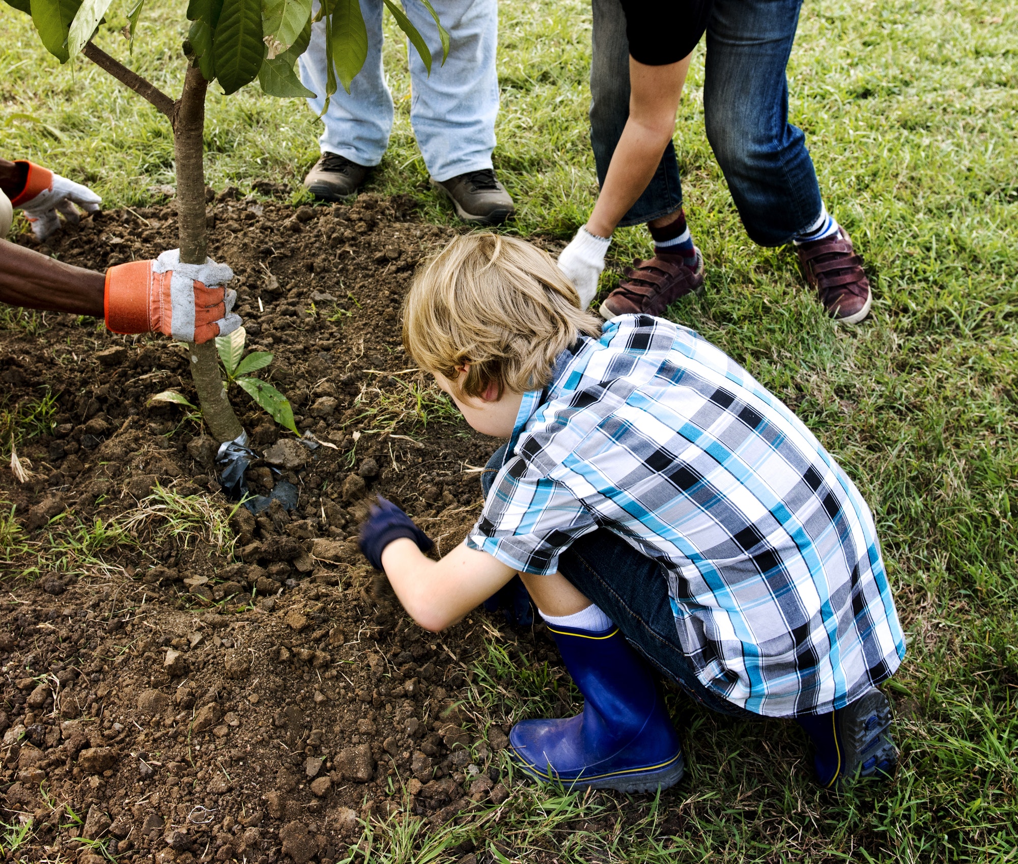 Group of people plant a tree together outdoors