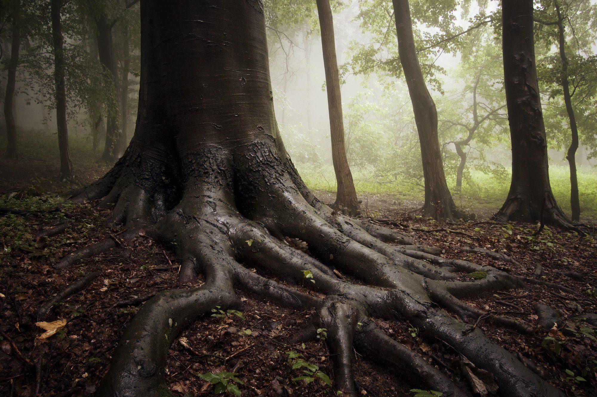 Tree with giant roots in enchanted woods