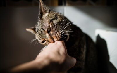 Tabby cat biting hand of owner