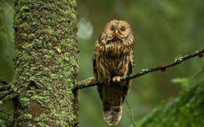 Wise tawny owl looking up in summer forest and sitting on bough