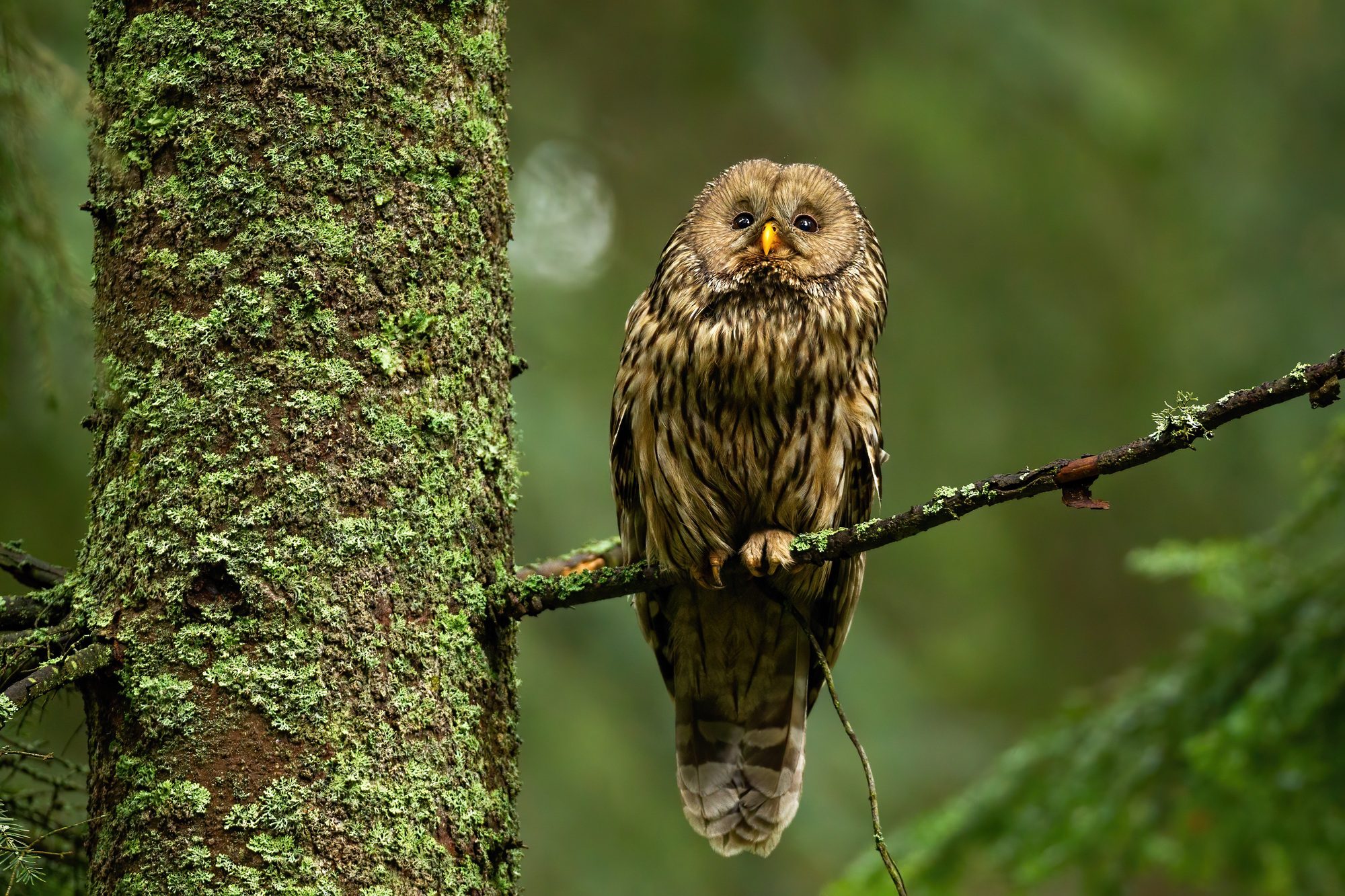 Wise tawny owl looking up in summer forest and sitting on bough