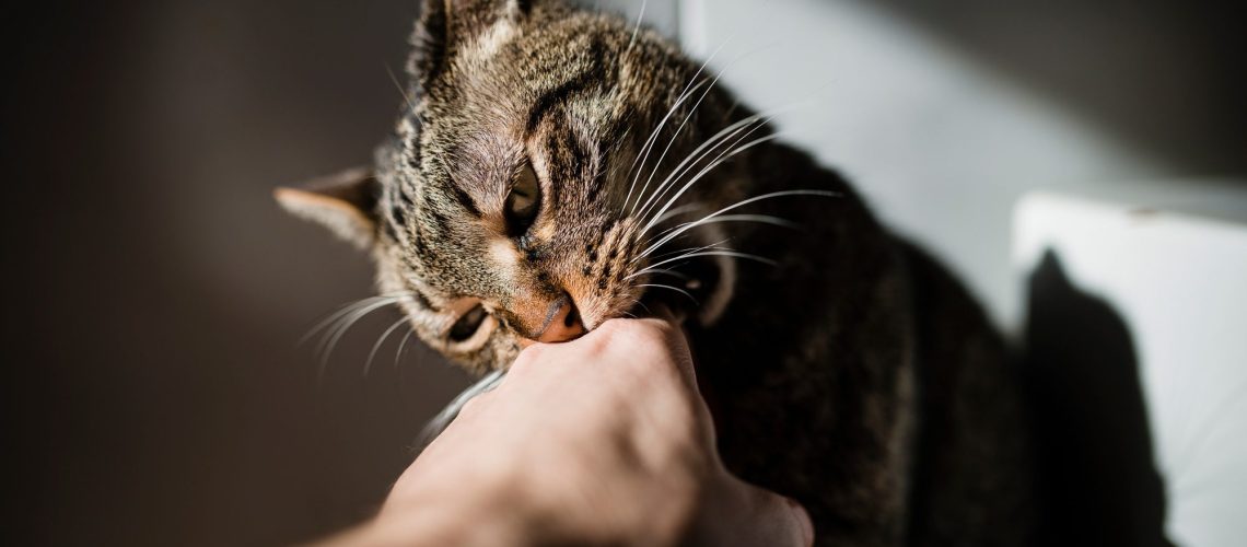 Tabby cat biting hand of owner