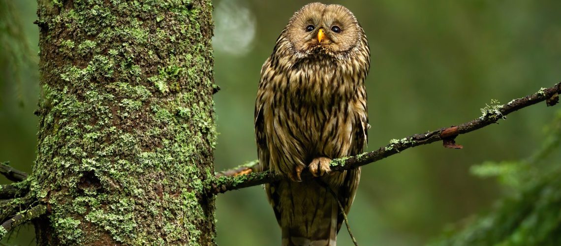 Wise tawny owl looking up in summer forest and sitting on bough